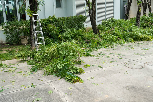Best Tree Trimming and Pruning  in Tappan, NY