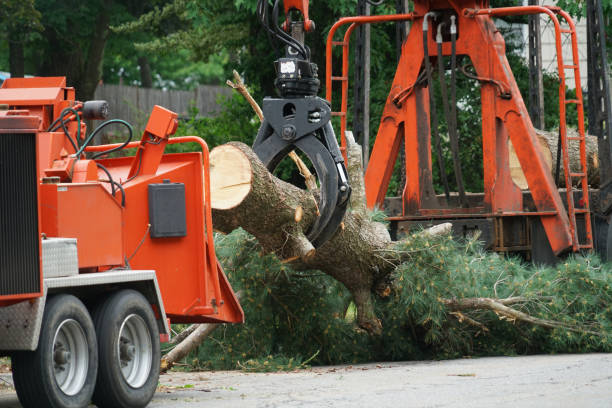 Best Tree Preservation Services  in Tappan, NY