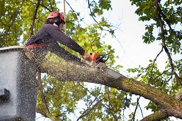Best Seasonal Cleanup (Spring/Fall)  in Tappan, NY